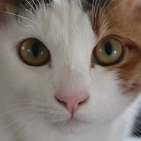 SNOWLOG@necoまっしぐら。 (@snowlogy) 's Twitter Profile Photo SNOWLOG@necoまっしぐら。 (@snowlogy) 's Twitter Profile Photo