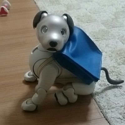 Aibo No Aki とってもかわいいaki の あんちょとウインク カメラマン母 やっとこ撮影 Aibo Aibofan Mystorywithaibo とってもかわいいaibo