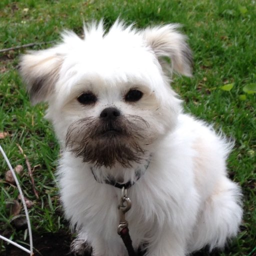 KnowDogs's profile picture. You become what you believe, so believe in yourself☮️