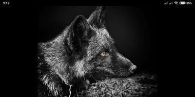 WildCraft6's profile picture. 