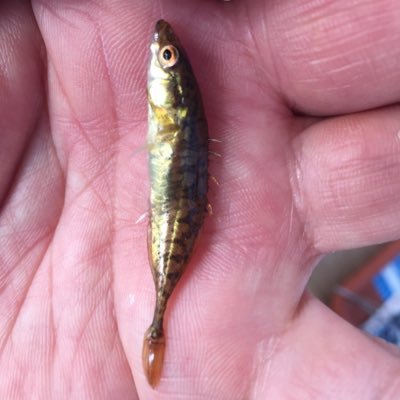 VIVAGANDOUKO's profile picture. 