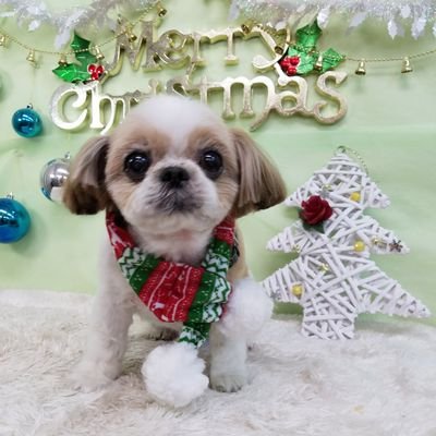 archfired's profile picture. ３０代で脳出血。その後にてんかん発作を発症。完治を目指して戦っています。専門家ではありませんが、主に   #てんかん  をはじめ、 #病気・#障害 #障がい者の就労 等ついての話題・情報を中心にツイートしていきます。 相互フォロー大歓迎。無言フォロー失礼します。#UnluckyMorpheus惜し！