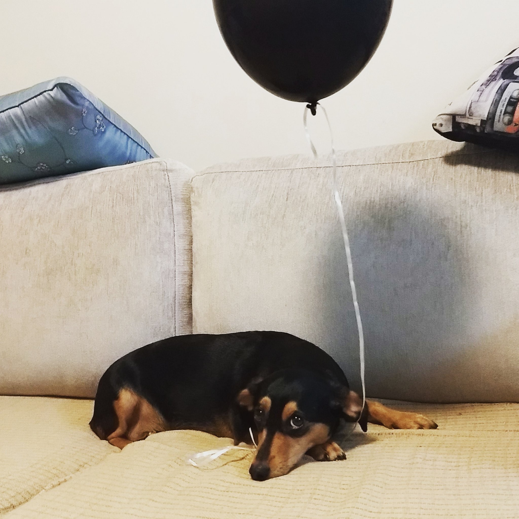 bucco's profile picture. Caçador de notícia. Pai de um vândalo e de um visigodo.