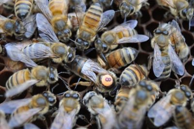 BeevenomI's profile picture. I am beevenom prodectr 
 WhatsApp +917090979036