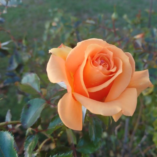 NelllyGertrude's profile picture. 