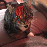 Ziggy Starpuss(@ZStarpuss) 's Twitter Profile Photo