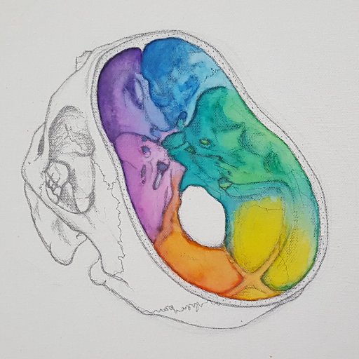 Lecture in Anatomy @anatomyated &
Medical Illustrator. Traditional & Digital Artist, with a Passion for Anatomy Education. 🖌 
@artbeated 
All views are my own.