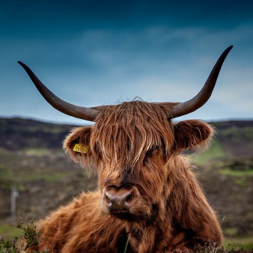 JimmyMcCoo Profile Picture