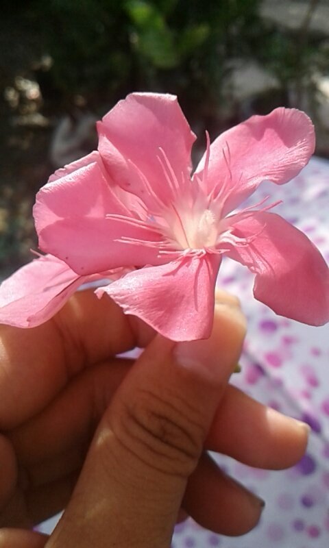 GlaiAquinoD's profile picture. Dumping me is just an imagination of yours, Dumping you is sounds good to reality