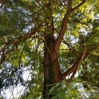 Preserve Burnet Woods(@PBW_BurnetWoods) 's Twitter Profile Photo