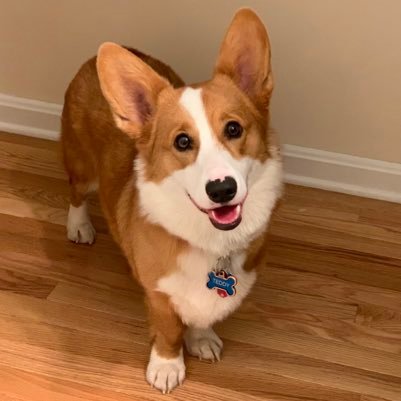 CorgiTeddy's profile picture. Corgi Corgis Corgis Everywhere