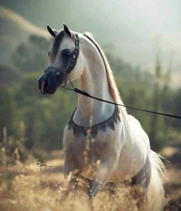 DdpyDvrOjoDUTWz's profile picture. أشتهي الموت الحقيقي