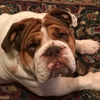 RobOglesby66's profile picture. USMC, Retired, born and raised in the south currently living in Appalachian mountains married over two decades and have two English bulldogs