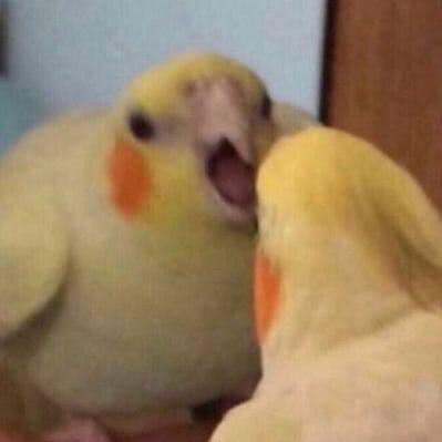 koalesse's profile picture. e isto