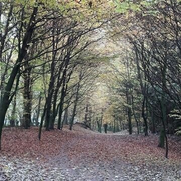 SylCarruth's profile picture. JFT97