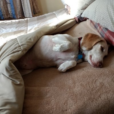 Kathryn23442677's profile picture. Love my dog, love Outlander #True Sassenach