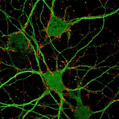 jjsutachan's profile picture. Neuroscientist and Associate Professor at Pontificia Universidad Javeriana