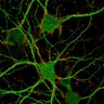 jjsutachan's profile picture. Neuroscientist and Associate Professor at Pontificia Universidad Javeriana