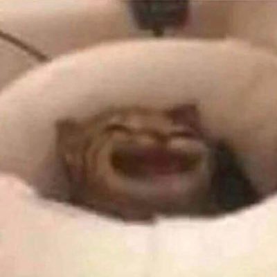 hitedgebug's profile picture. 