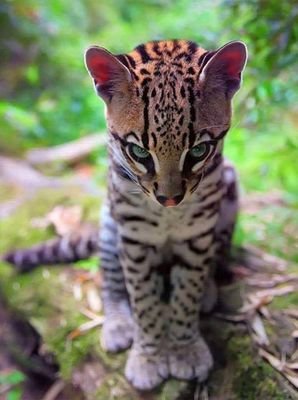 DrMtzMedellin's profile picture. Natural