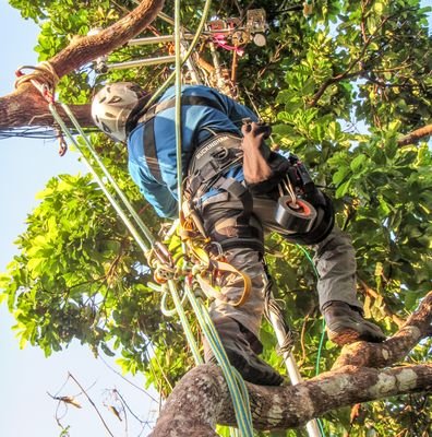 PhD student, Ecol and Evol Bio, University of Arizona, tropical forest ecologist and specialist in canopy science endeavors.