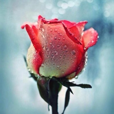 Amale87's profile picture. ،،،،