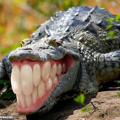 UboyZero's profile picture. A fun guy to play video games with