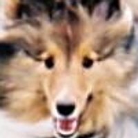 Pamela Lunsford - @telerishelties Twitter Profile Photo