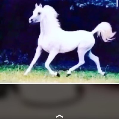 nauf0535404's profile picture. مبادل