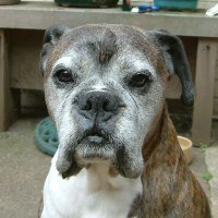 Browndog (@_browndog_) 's Twitter Profile