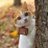 まごうず(猫心理評論家・自称)のアイコン