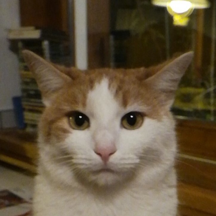 TomAten43970389's profile picture. Mo: Catnudes Tu: 42 We: Fact Th: Music Fr: Politics Sa: Random Su: Philosophy - Everything is made by myself, if not source is usually listed :)