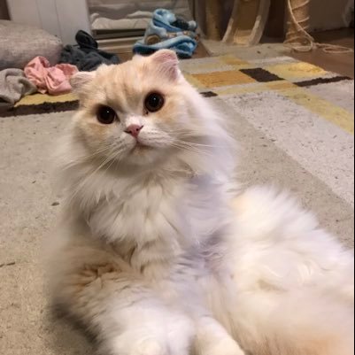 BOTJF5mTT0uWcoc's profile picture. 