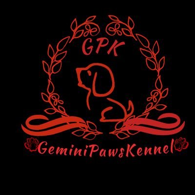 GeminiPaws's profile picture. RC : 2744091 
 Member of COBA (reg no  532952418) puppy sales and pet photograghy