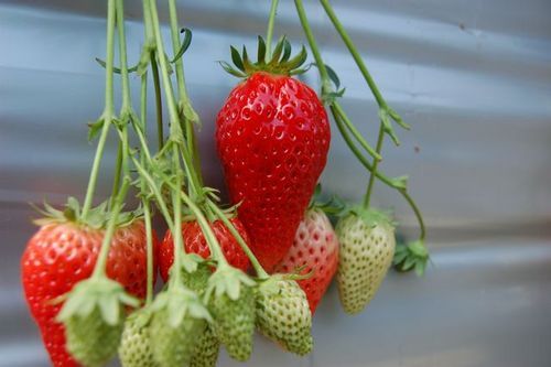 naocotton's profile picture. 