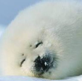 bIzPz5CeODEV9VM's profile picture. ひゃっほう！毒舌ゴマちゃんだぜ！友達？いねえよ！！ Fortnite好きの引きこもりだぜ！！