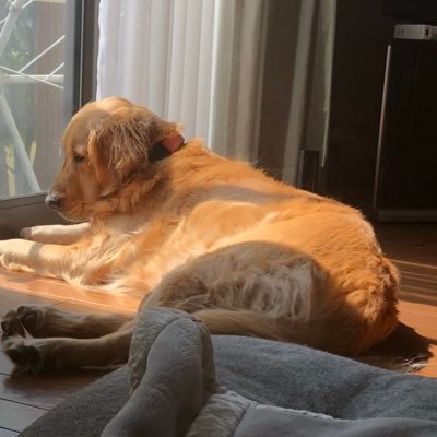 ShotaKyoto's profile picture. 