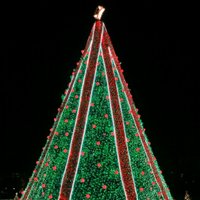 🎄The National Christmas Tree🎄 (@thenationaltree) 's Twitter Profile