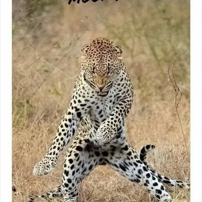 firsamd's profile picture. Empírico.