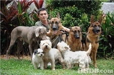 Why are we in this business?
We are dog lovers who are concern with ill-behaved dogs being abandoned by their owners. We help to put everything in order by tra