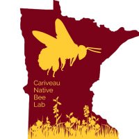 Cariveau Native Bee Lab(@CariveauLab) 's Twitter Profileg