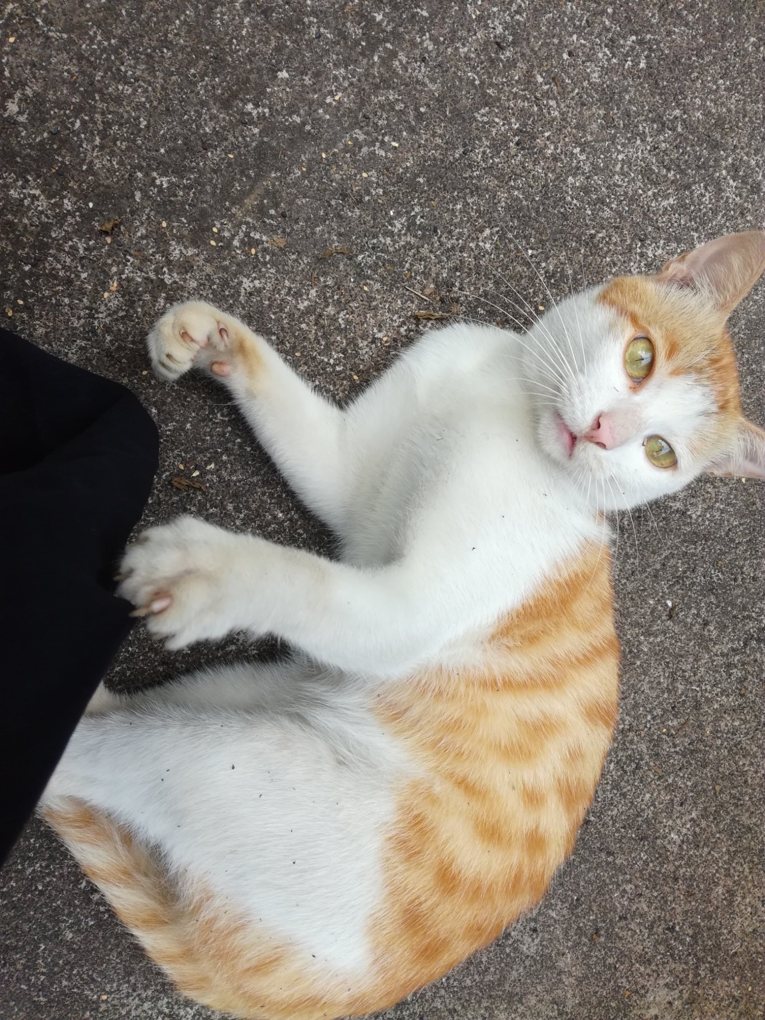 5I5aKuV7Y4qh6Nk's profile picture. 大脸猫没有猫。