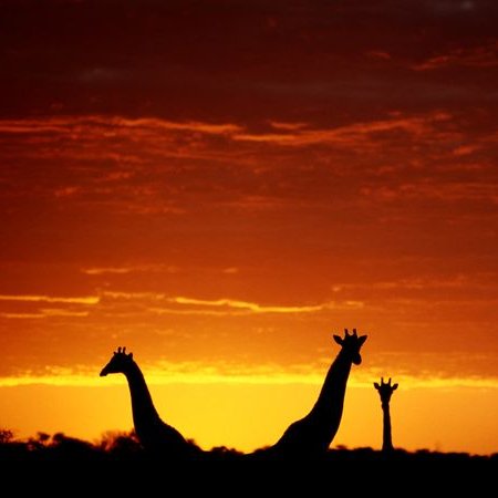 AngelicaTL3's profile picture. 