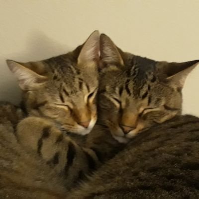 Cats are pretty cool. Tumblr refuge.
22/He-Him/Cis/Queer.
Closet Furry.
Retweets always SFW.
Likes and follows not so much.