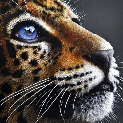 JaguarsTips Profile Picture
