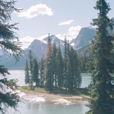 truetreefacts's profile picture. let’s learn about trees