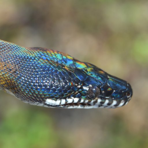 TokaysPets's profile picture. Art, animals, wildlife.  I breed snakes, run dogs, and scold horses.