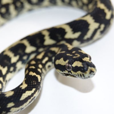 Herp content including art, conservation, photography, and informational posts about reptiles and amphibians. Vice-President of the Chicago Herp Society.