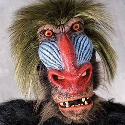 Babouin Des Iles Babouinoftheile Twitter