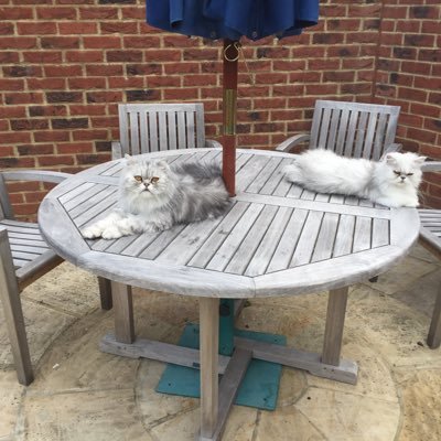 christi06515978's profile picture. Loves West Ham